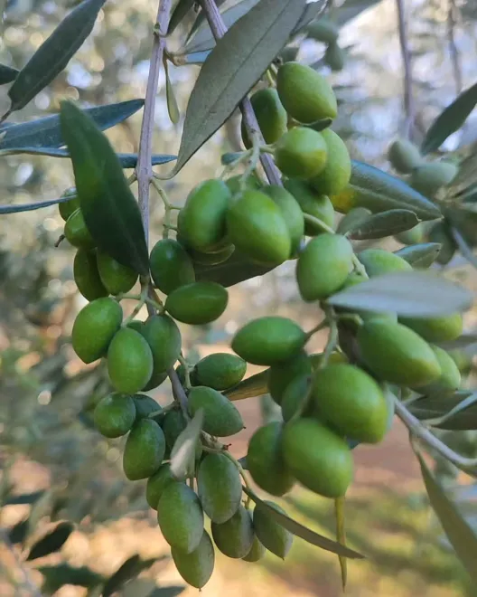 9 βραβεία για τους ελαιώνες Σακελλαρόπουλου