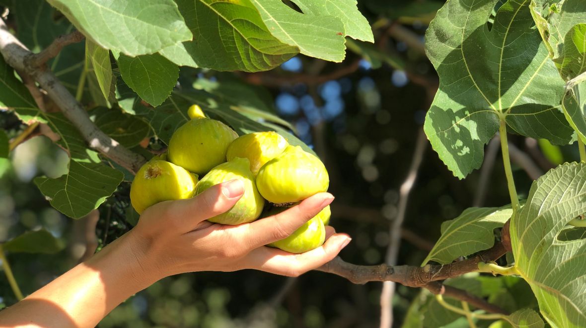 Βασιλικό σύκο