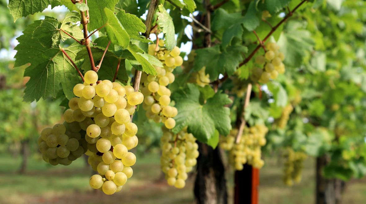 Ποια φρούτα κρίθηκαν επικίνδυνα σύμφωνα με το ΥΠΑΑΤ Ποια φρούτα κρίθηκαν επικίνδυνα σύμφωνα με το ΥΠΑΑΤ