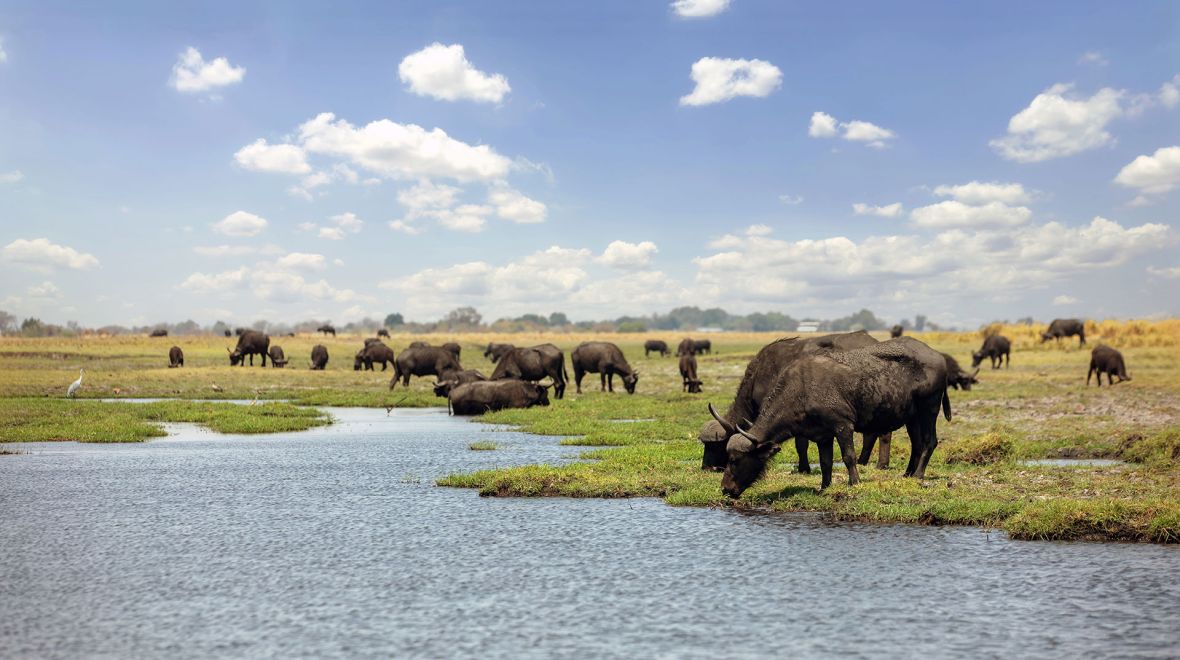 Νεροβούβαλοι Κερκίνης