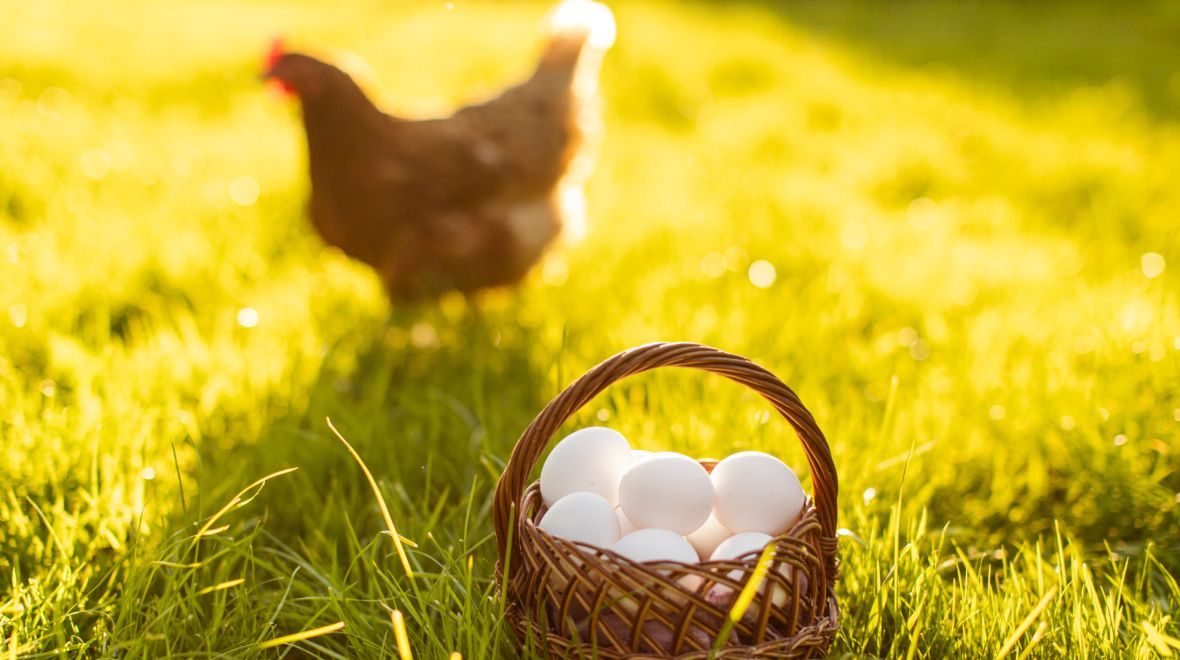Βλαβερές ουσίες σε ελληνικά αυγά