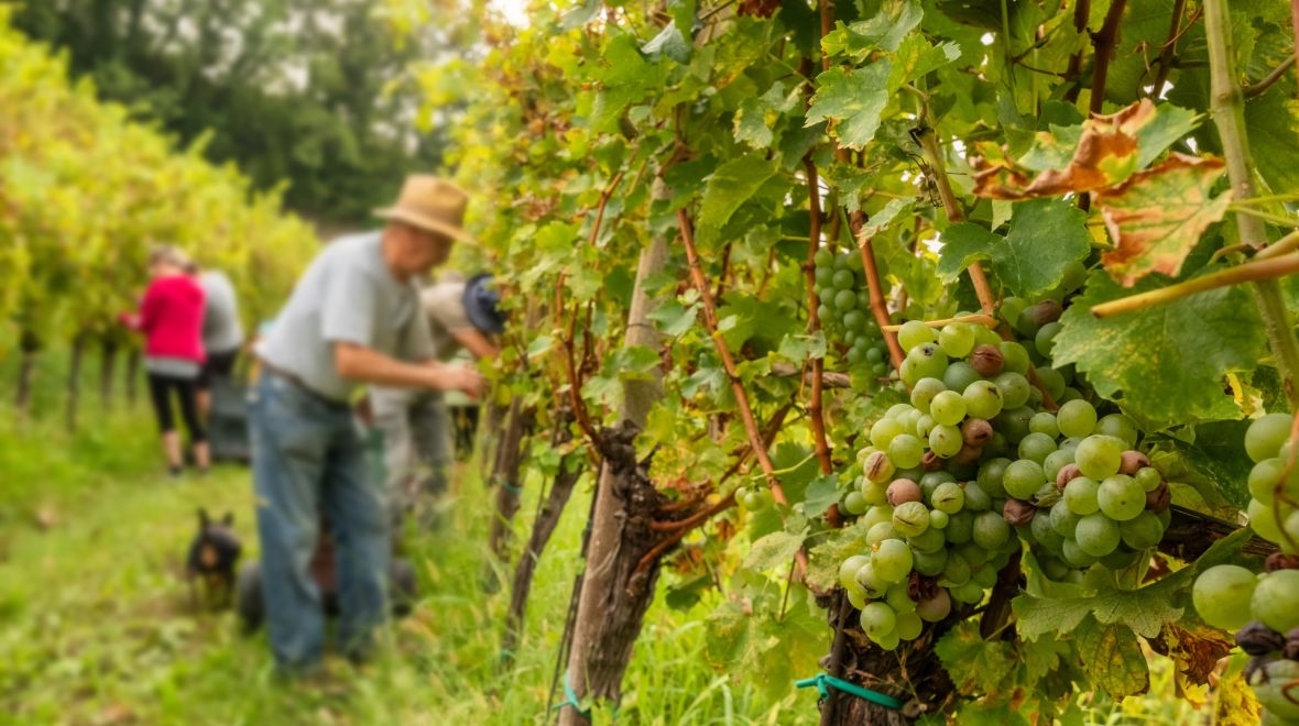 Η ιστορία του σταφυλιού και η σημασία του τρύγου στην Ελλάδα