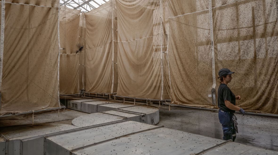 Φάρμες εντόμων: Είναι λύση για τη μείωση των απορριμάτων τροφίμων; 