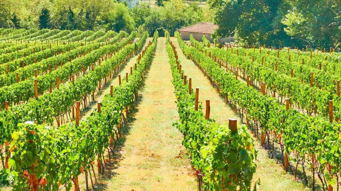 Για οινοτουρισμό στη Θεσσαλία 