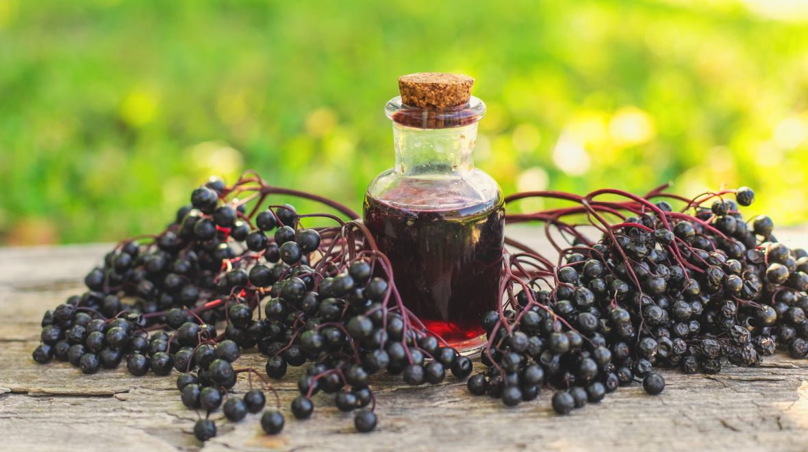 Σαμπούκος: Το μούρο που μπορεί να σε βοηθήσει στα συμπτώματα κρυολογήματος 