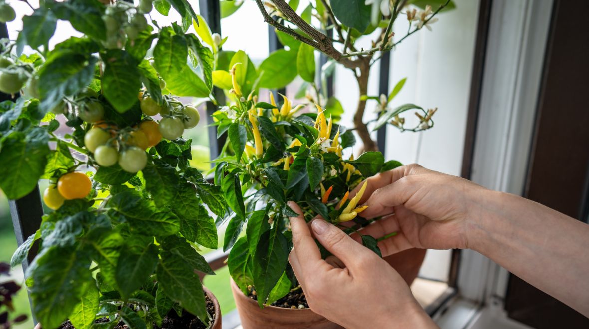 Φτιάξε το δικό σου μποστάνι: 7 λαχανικά και μυρωδικά που μπορείς να φυτέψεις την άνοιξη