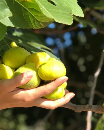 Βασιλικό σύκο