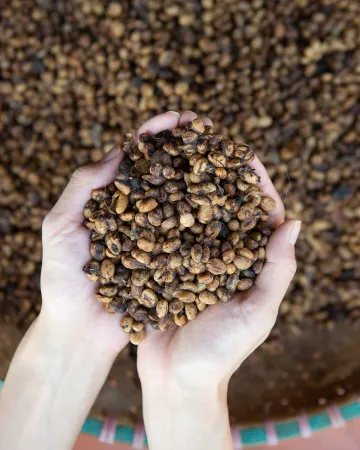 Ποικιλίες καφέ: Kopi Luwak