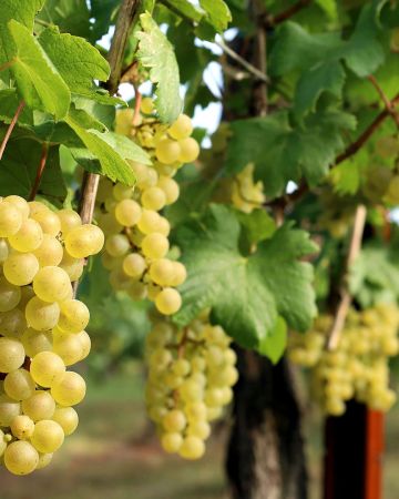 Ποια φρούτα κρίθηκαν επικίνδυνα σύμφωνα με το ΥΠΑΑΤ