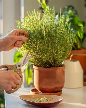 5 greek herbs for the summer table