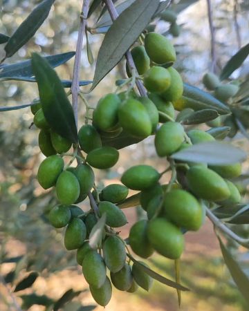 9 βραβεία για τους ελαιώνες Σακελλαρόπουλου