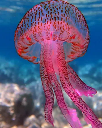 What will we eat in 2050? Exotic meats, jellyfish, and insects on our menu