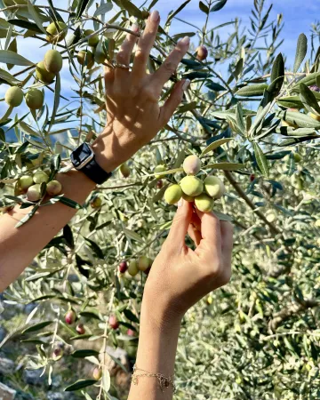 Ελαιόλαδο: Η διαδικασία παραγωγής από τη συγκομιδή μέχρι τον ποιοτικό έλεγχο 