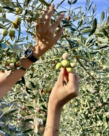 Ελαιόλαδο: Η διαδικασία παραγωγής από τη συγκομιδή μέχρι τον ποιοτικό έλεγχο 