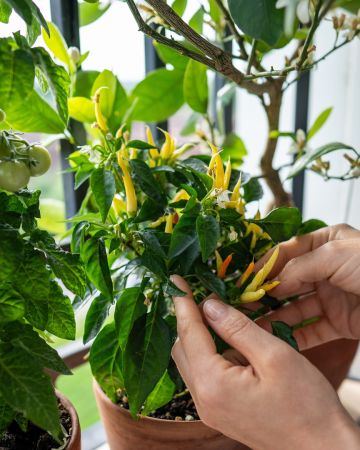 Φτιάξε το δικό σου μποστάνι: 7 λαχανικά και μυρωδικά που μπορείς να φυτέψεις την άνοιξη