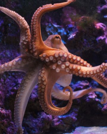 Ερευνητές βρήκαν απολιθώματα από γιγάντια χταπόδια που έφταναν τα 19 μέτρα!