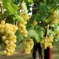 Ποια φρούτα κρίθηκαν επικίνδυνα σύμφωνα με το ΥΠΑΑΤ