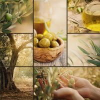 Πώς να αξιοποιηθεί ο ελαιοτουρισμός;