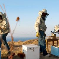 Μελισσοκομία στην Κύθνο 