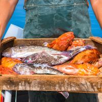 Ποιο ψάρι μπορείς να φας ανάλογα με την εποχή