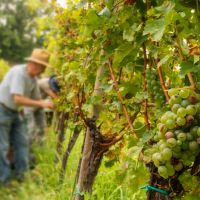 Η ιστορία του σταφυλιού και η σημασία του τρύγου στην Ελλάδα