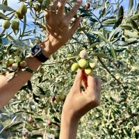 Ελαιόλαδο: Η διαδικασία παραγωγής από τη συγκομιδή μέχρι τον ποιοτικό έλεγχο 