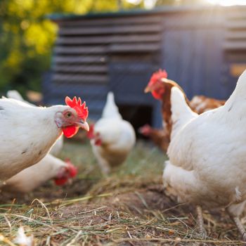 Κότες που κάνουν πολύχρωμα αυγά 