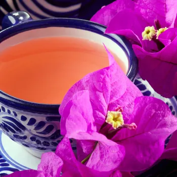 Τσάι από βουκαμβίλια: Το παραδοσιακό ρόφημα για τον βήχα που μάλλον δεν γνώριζες