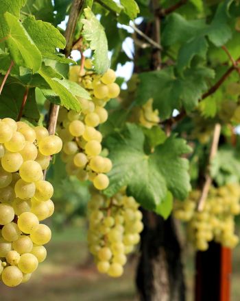 Ποια φρούτα κρίθηκαν επικίνδυνα σύμφωνα με το ΥΠΑΑΤ Ποια φρούτα κρίθηκαν επικίνδυνα σύμφωνα με το ΥΠΑΑΤ