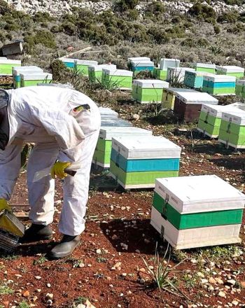 Βραβείο γεύσης για το μέλι Καστελλόριζου