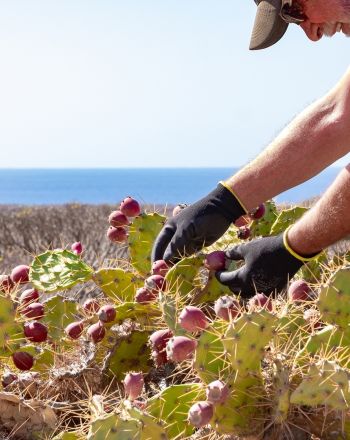 Ο σωστός τρόπος να καταναλώσεις τα φραγκόσυκα