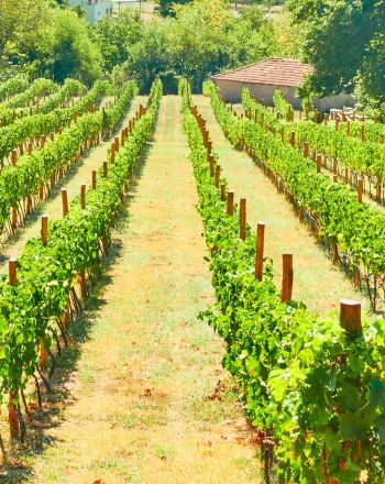 Για οινοτουρισμό στη Θεσσαλία 