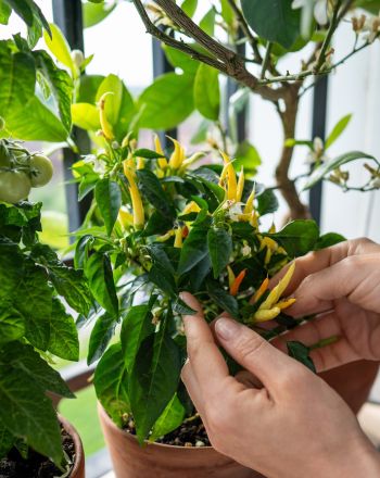 Φτιάξε το δικό σου μποστάνι: 7 λαχανικά και μυρωδικά που μπορείς να φυτέψεις την άνοιξη