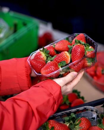 Choosing the best strawberries every time – what to look for