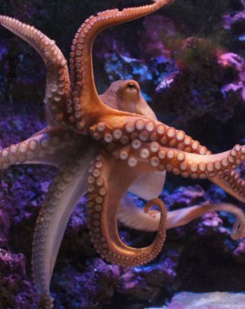 Ερευνητές βρήκαν απολιθώματα από γιγάντια χταπόδια που έφταναν τα 19 μέτρα!