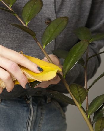 Γιατί πρέπει να βάζεις μπανανόφλουδες με ξύδι στις γλάστρες σου