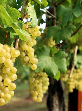 Ποια φρούτα κρίθηκαν επικίνδυνα σύμφωνα με το ΥΠΑΑΤ