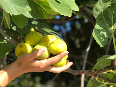 Βασιλικό σύκο