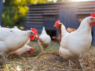 Κότες που κάνουν πολύχρωμα αυγά 