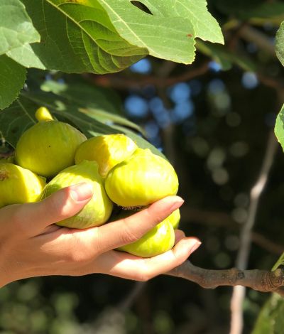 Βασιλικό σύκο