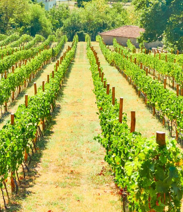 Για οινοτουρισμό στη Θεσσαλία 