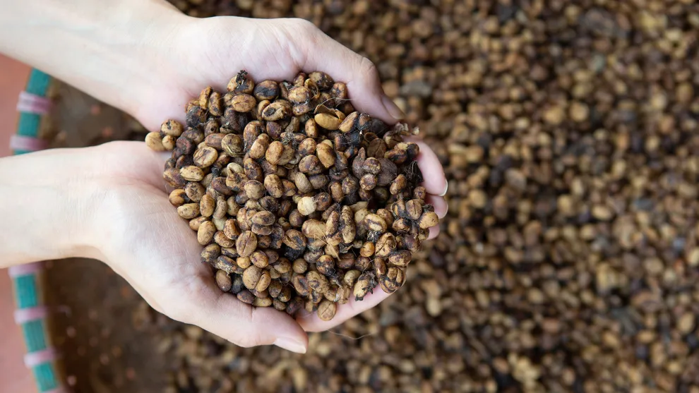Kopi luwak
