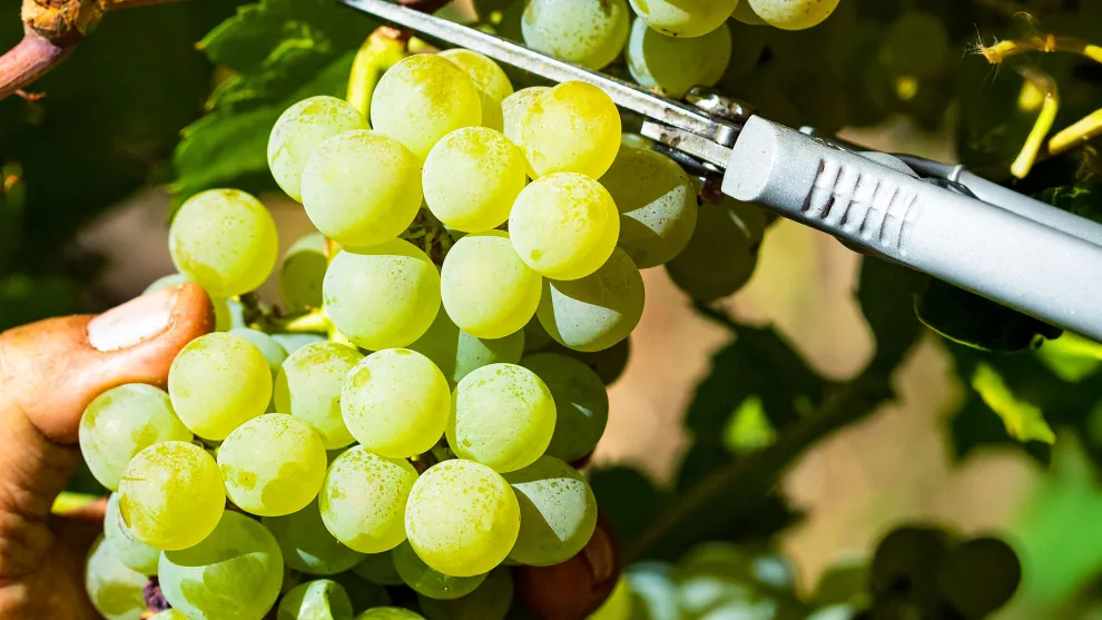 Zoinos winery