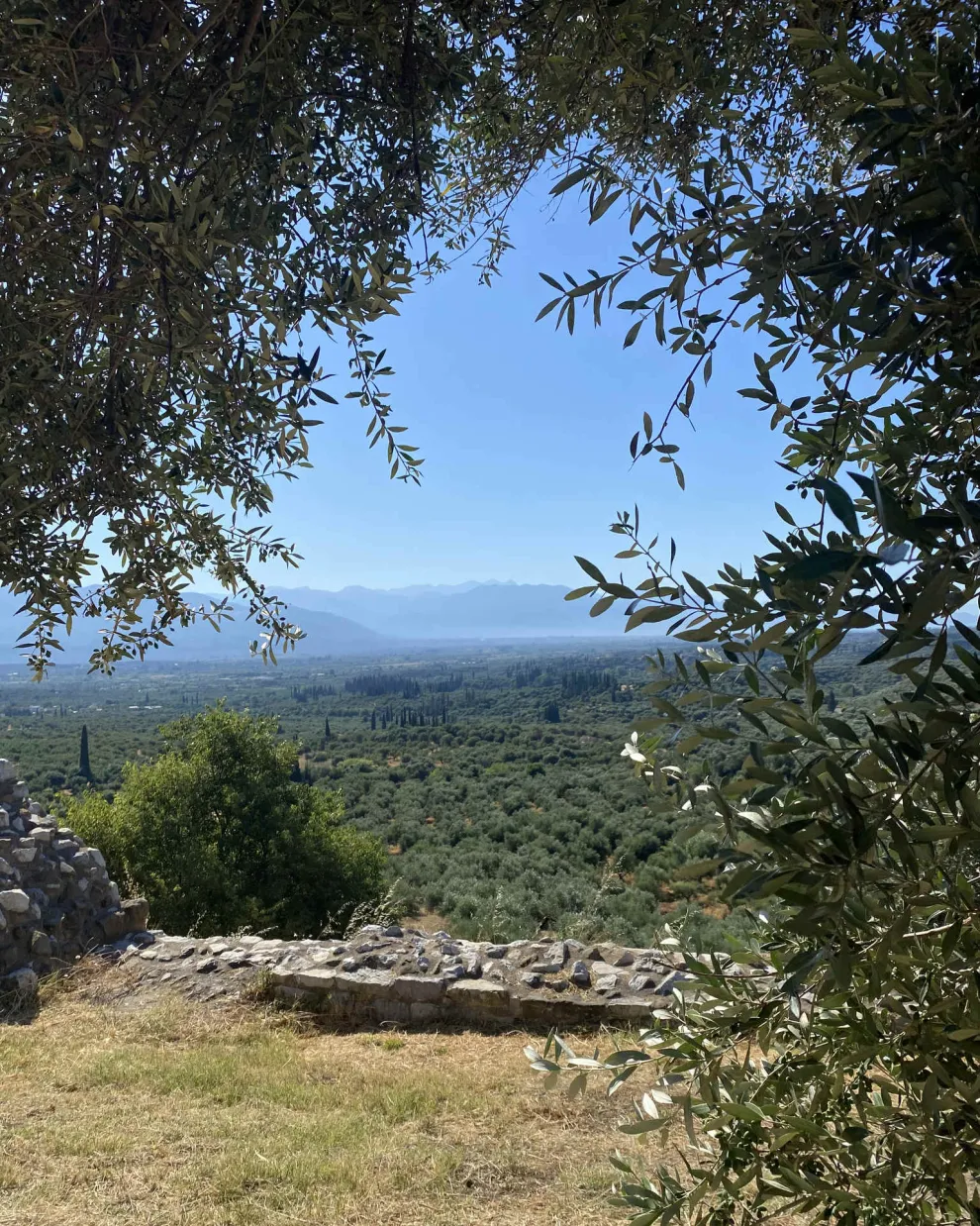 Μεσσηνιακά ελαιόδενδρα