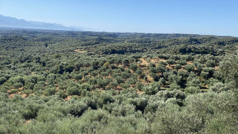 Μεσσηνιακά ελαιόδενδρα