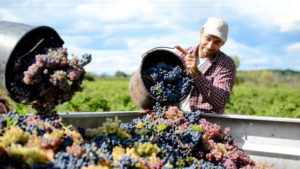 Η διαδικασία του τρύγου