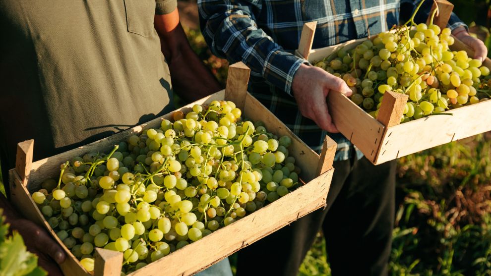 Η διαδικασία του τρύγου