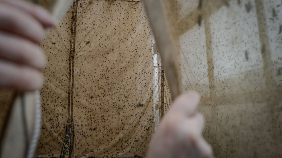 Φάρμες εντόμων