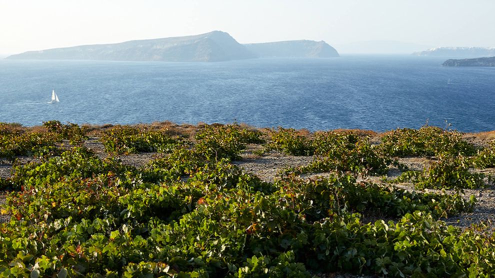 Γιάννης Παρασκευόπουλος