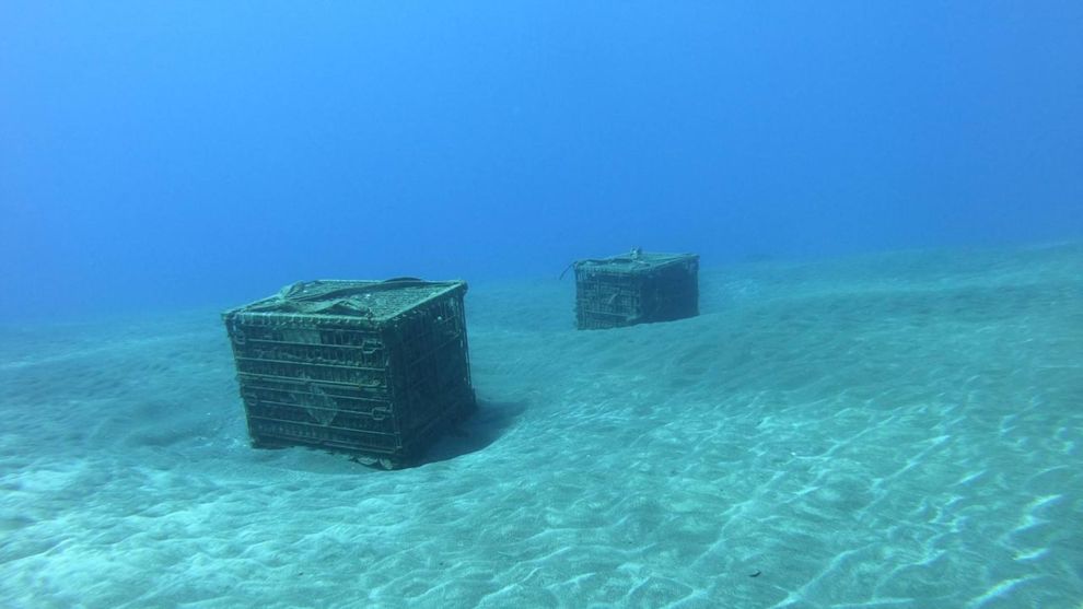 Γιάννης Παρασκευόπουλος